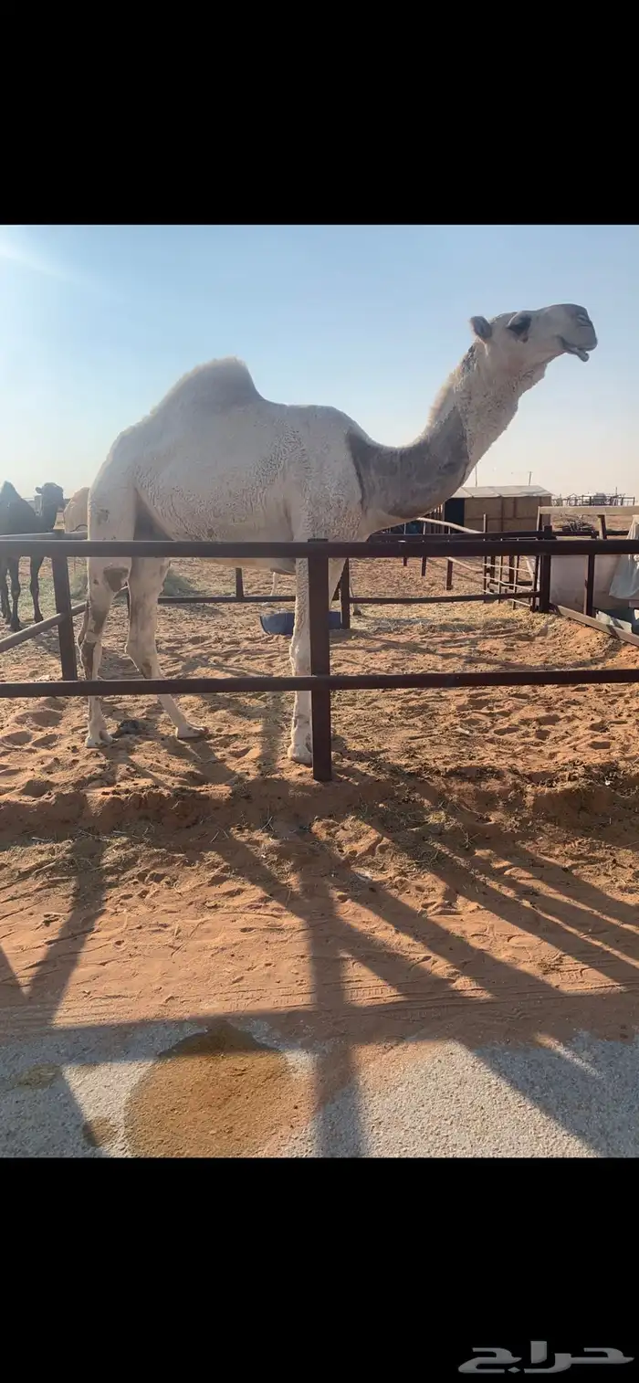 قعود رماني كفو 4