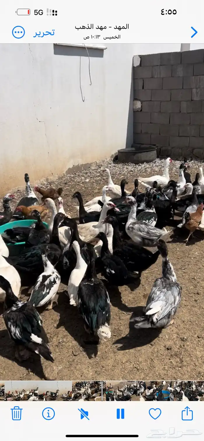 بط بلدي مسكوفي اورجانيك منتج بشاير للاحم والانتاج 0