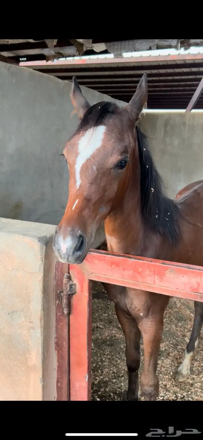 فرس مصرية للبيع 4