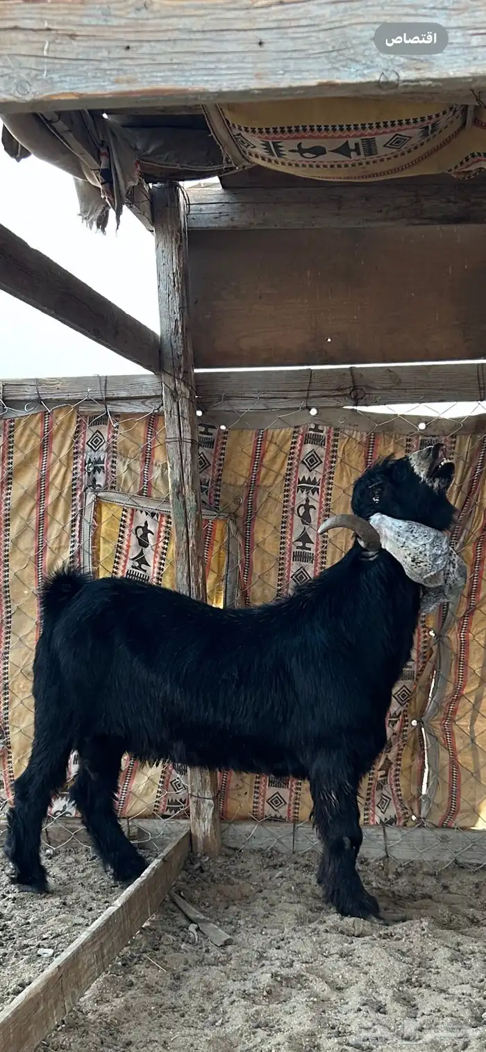 فحل عارضي صنف معرف 3