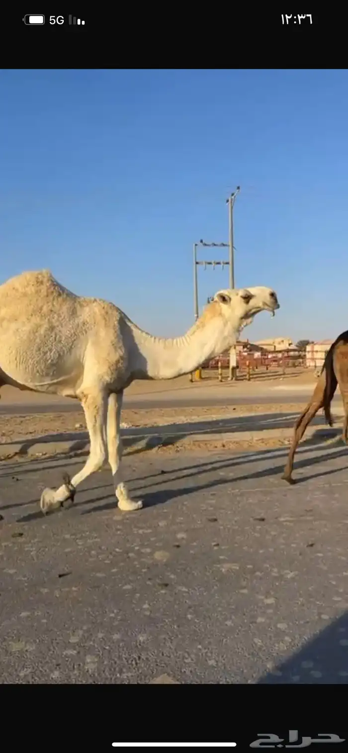 قعود رمانى 1