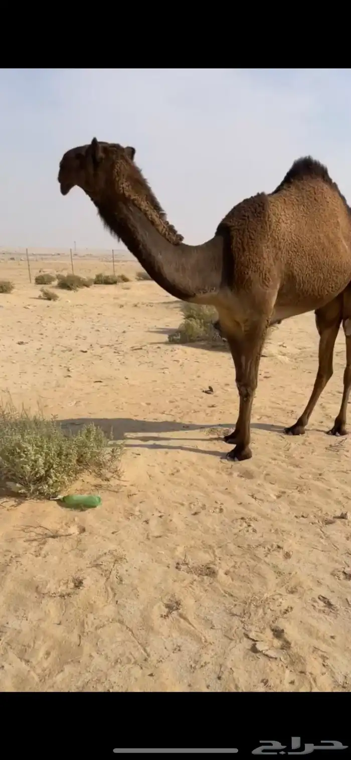 صفرا حقه دلما بكره 4