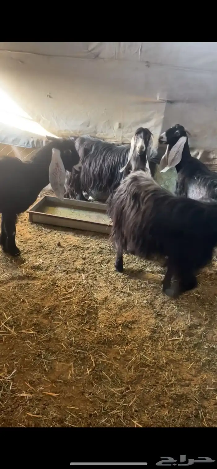 معزا عوارض متابيع 5 تحتها 10 5