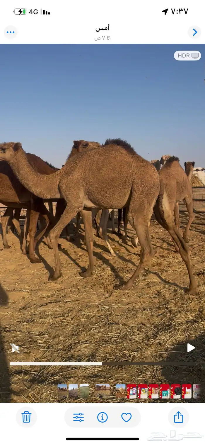 بكار للبيع 1