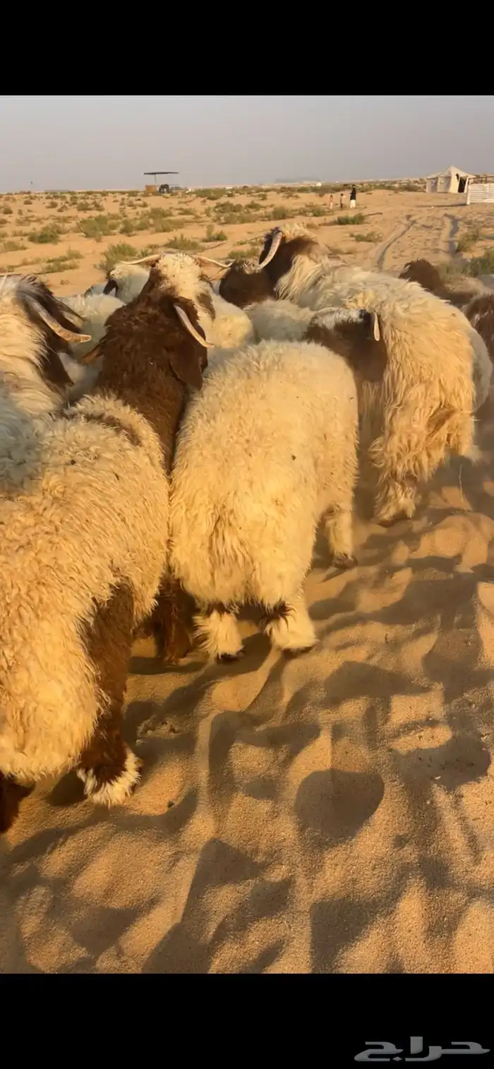 نعيمي بلدي فاخر 2