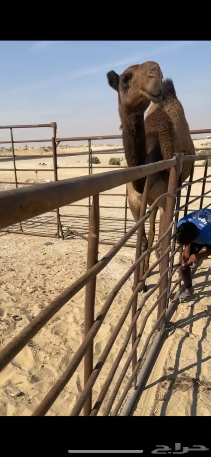 صفرا حقه دلما بكره 1