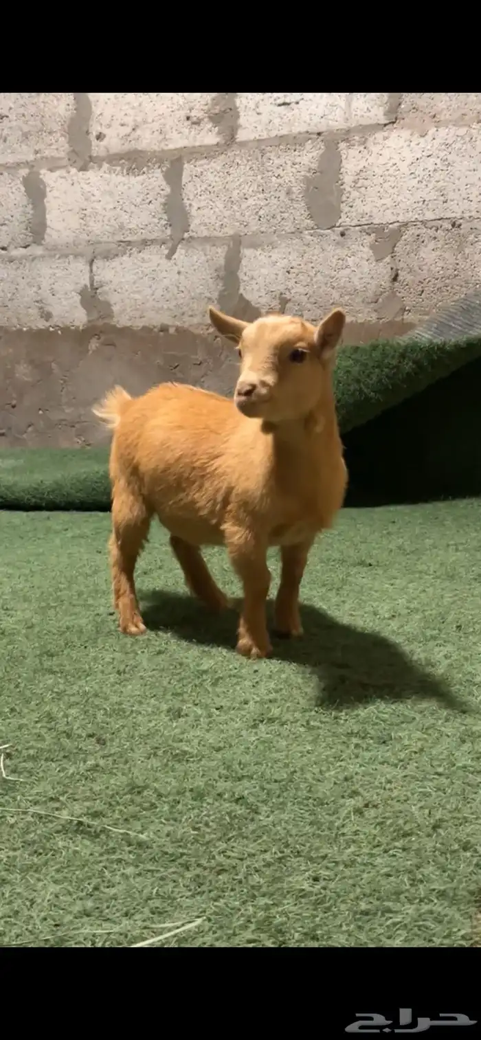 جفره قزمي (انثى) 0