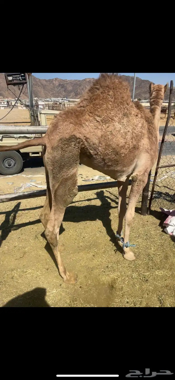 بكره علا أمها فل الفل للبيع 1