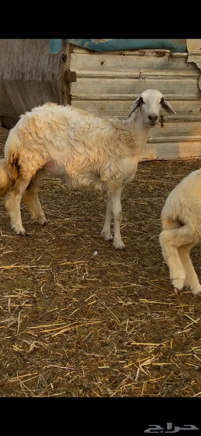 رخال طيبات بالحيل 2