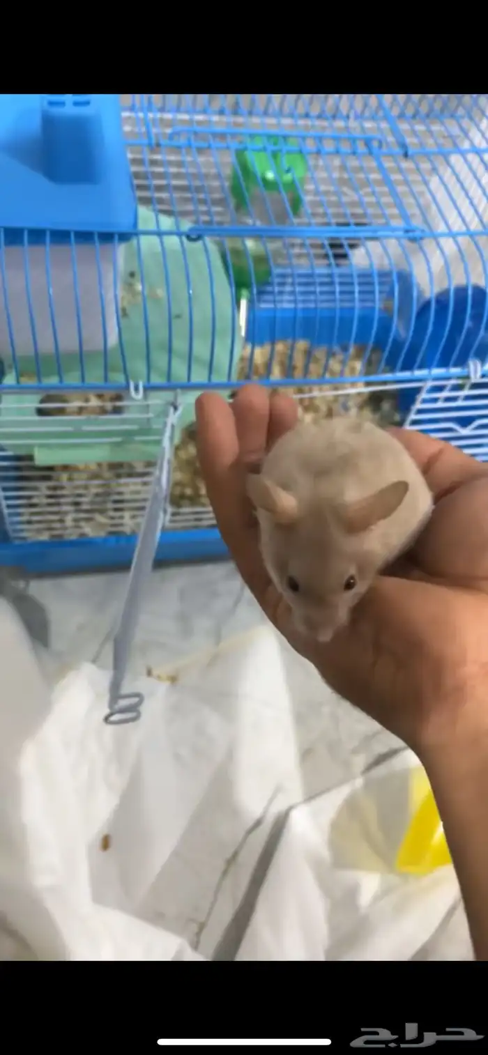 هامستر سوري 3