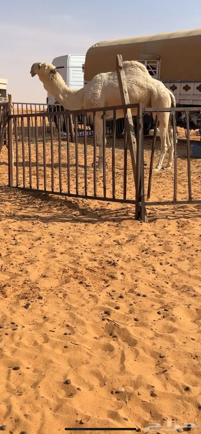 معشر ولقحه كسوب وخلفه طيبه 6