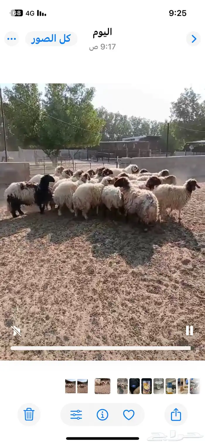 غنم نعيمي للبيع 4