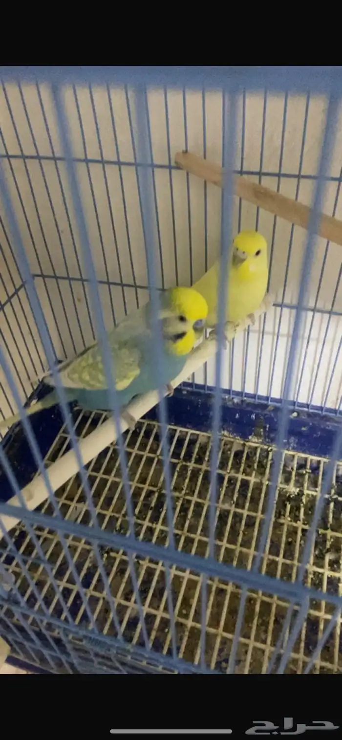 جوز بادجي انقليزي 2