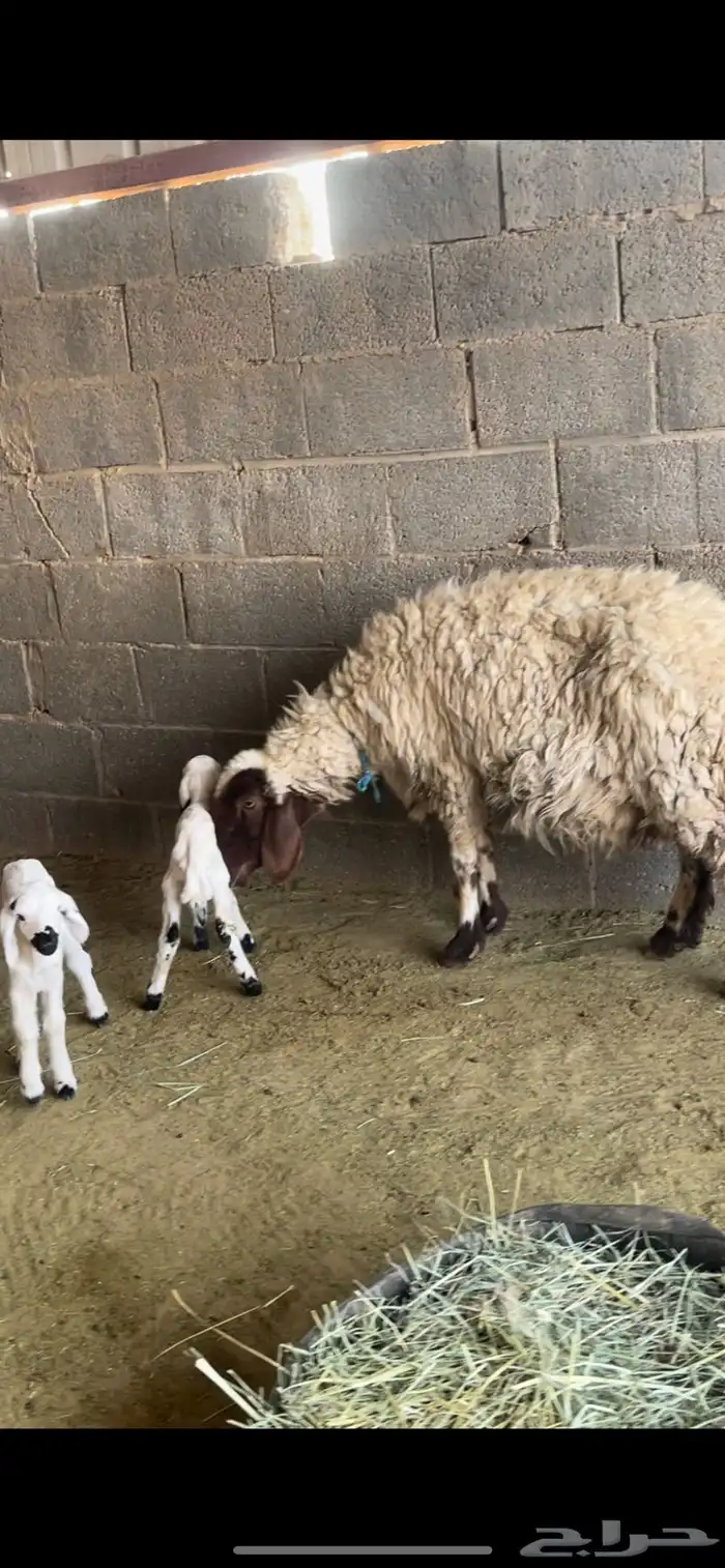 شاه خلفه نعيميه معها 2 1