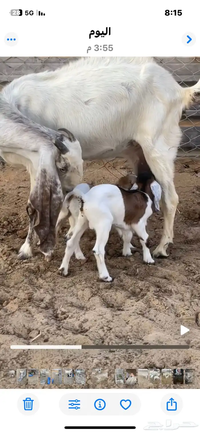 عنز تحتها ثنين 1