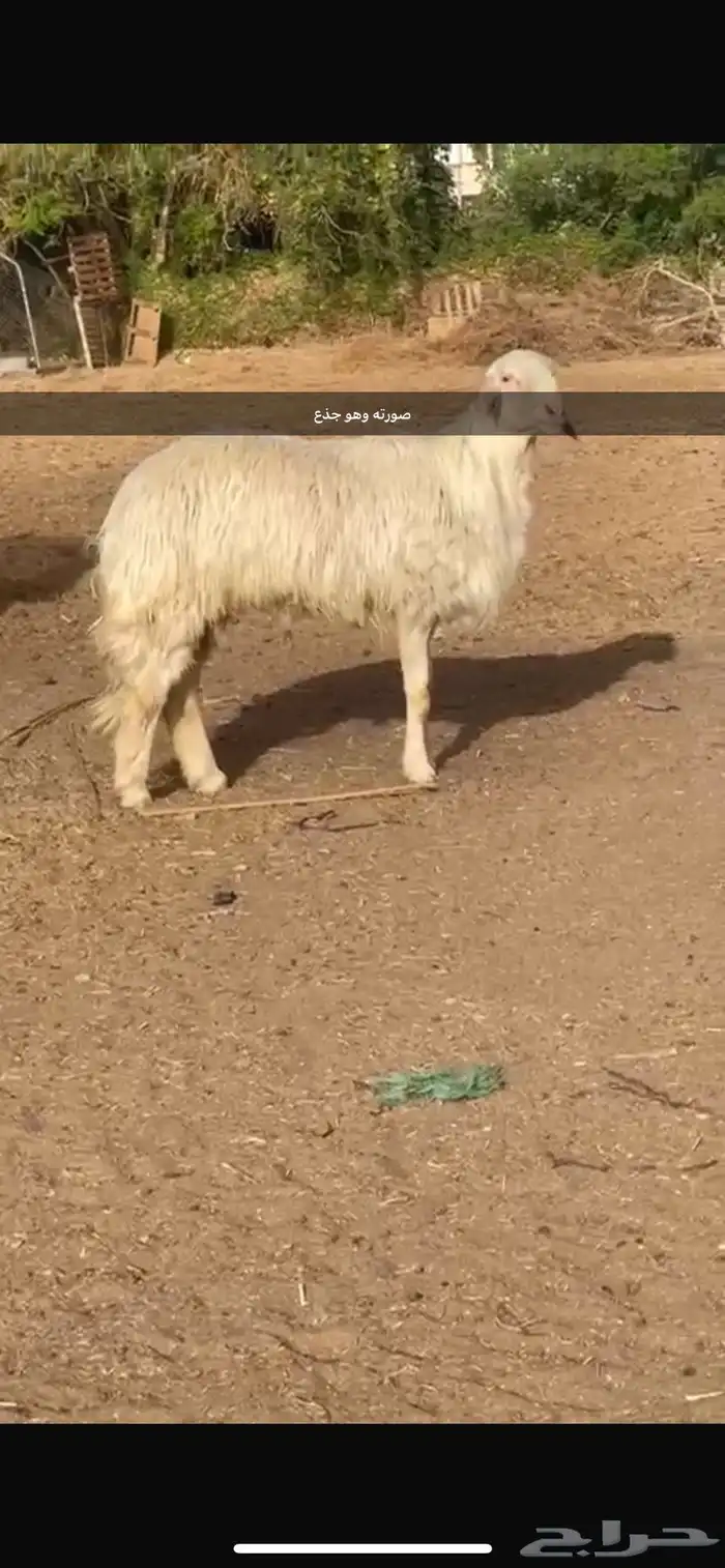 فحل ابرص صنف مشروط ومنتج 4