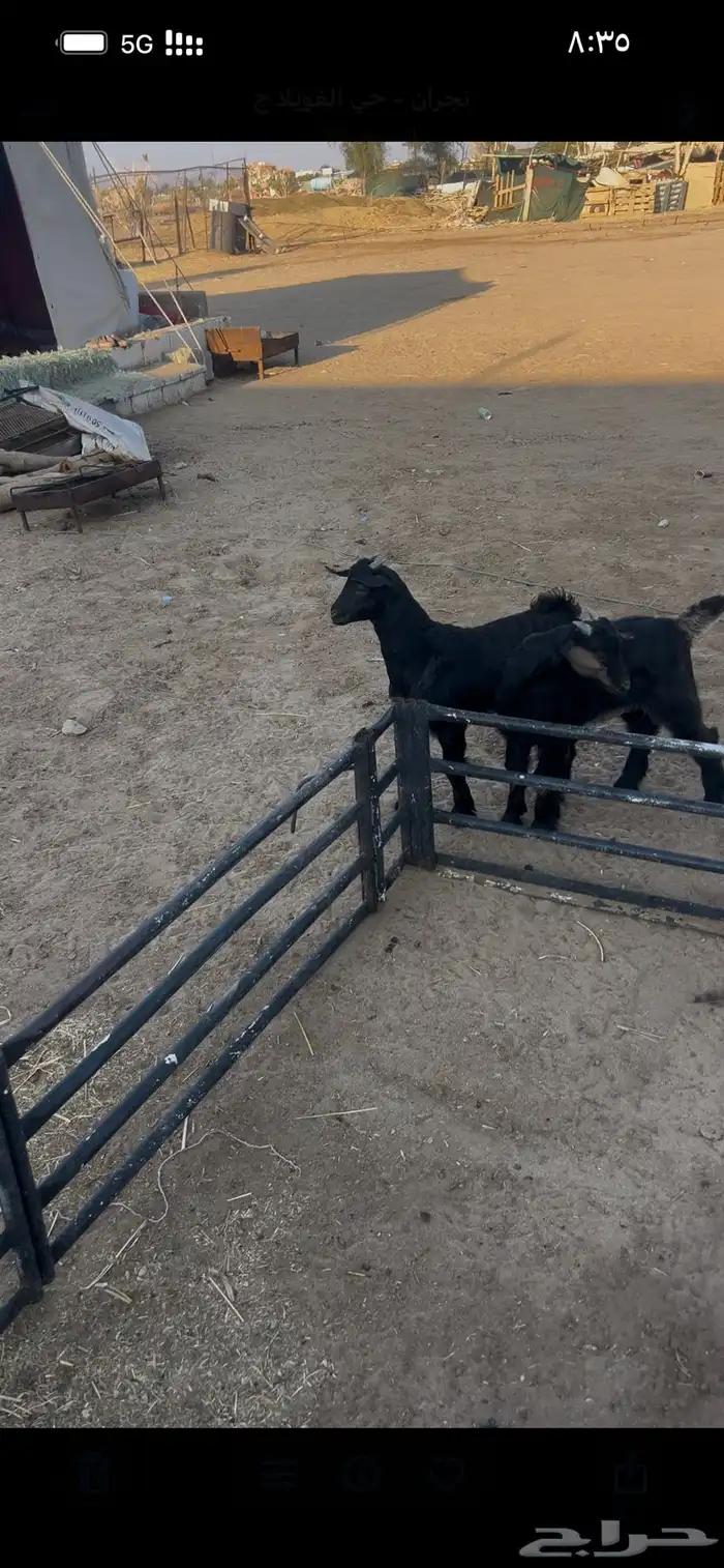 تيوس لبانيه 0