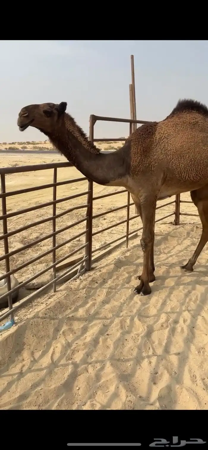 صفرا حقه دلما بكره 2