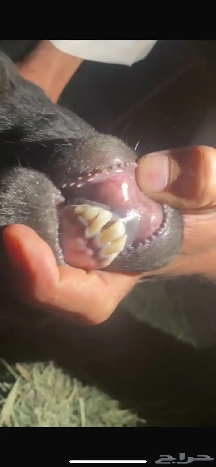 عنز حميسه كفو فل 1