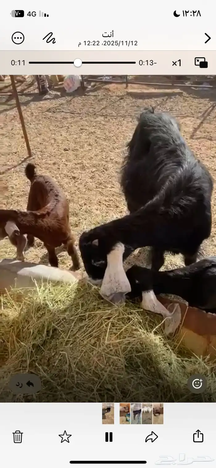 عنز ضايعه معها ثنين الي يجدها يتواصل معي 0