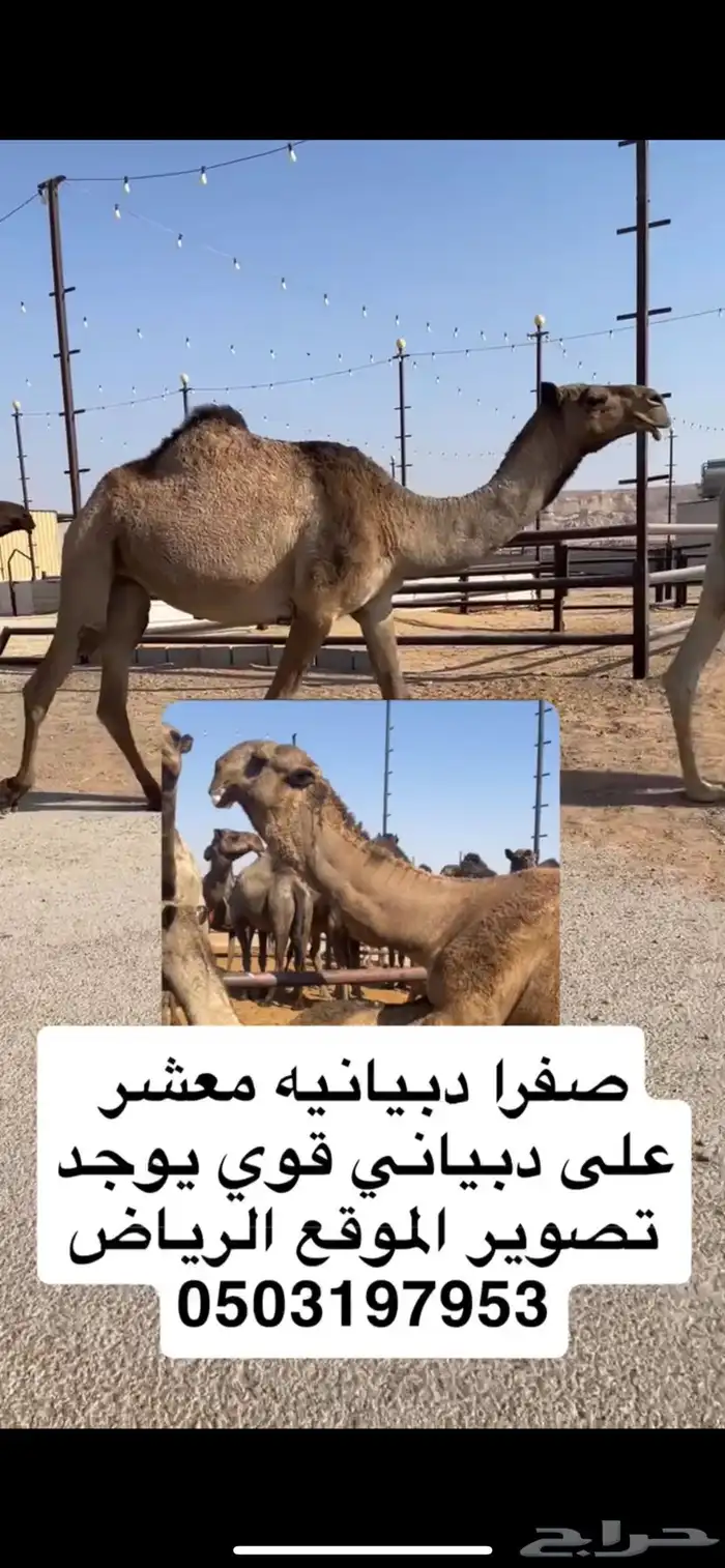 صفرا رباع معشر على دبياني قوي 1