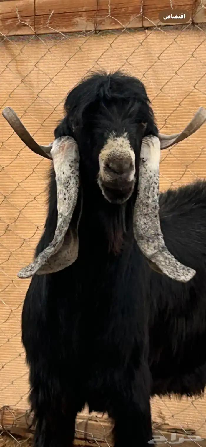 فحل عارضي صنف معرف 0