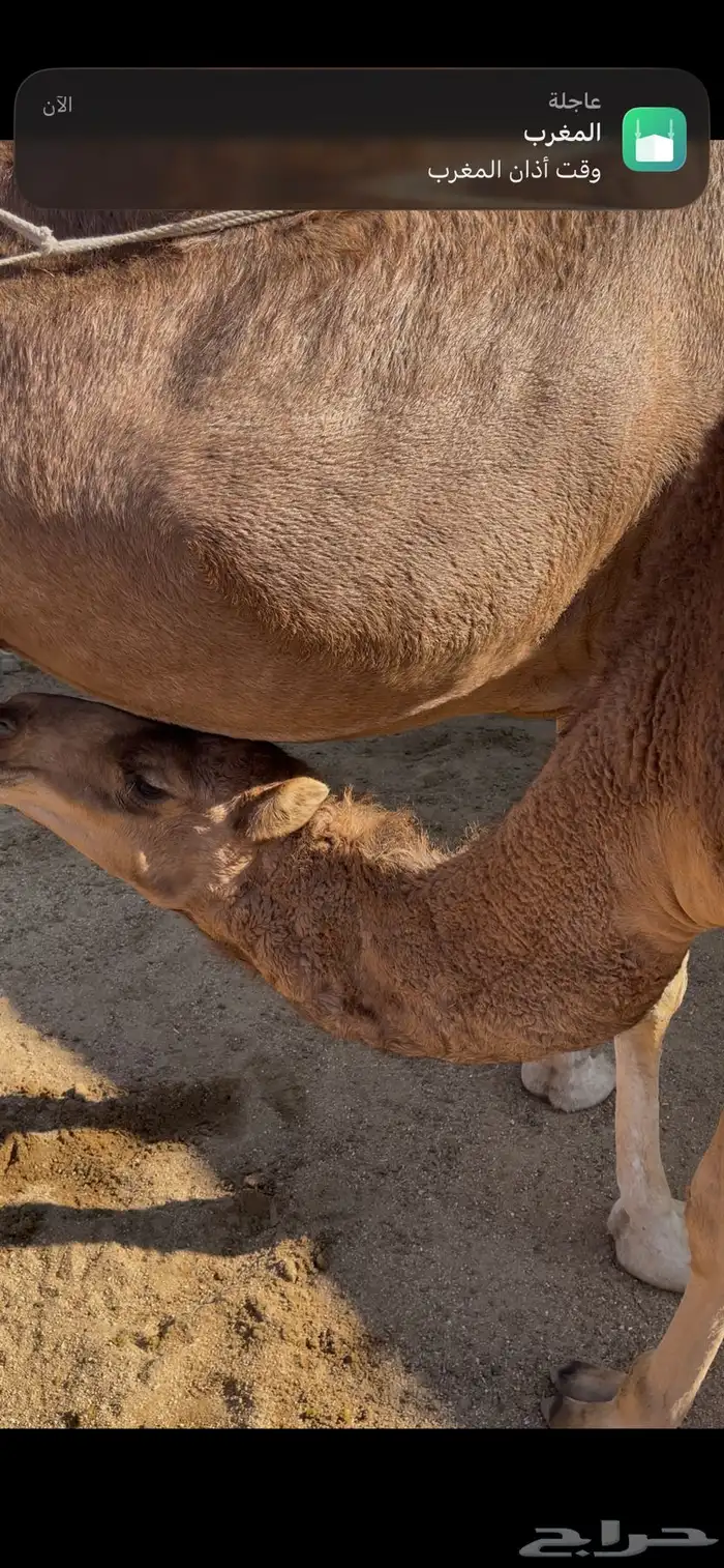 قعود ساحلي مقفل شحم للبيع 1