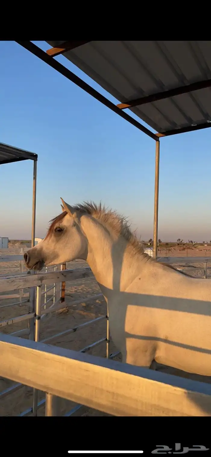 للبيع حصان شعبي وجه طيب وركوب طرب 2