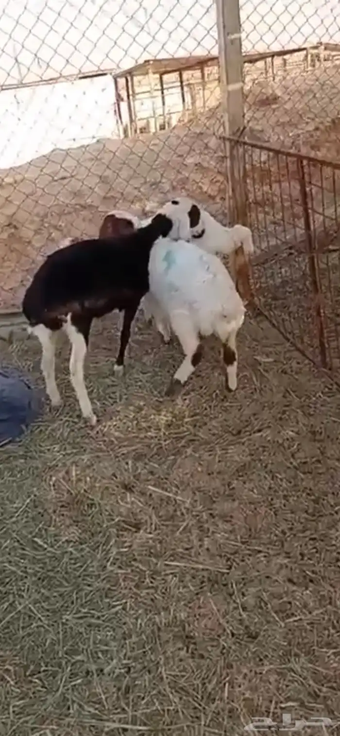 مهاجين اعمارها ثلاث شهور ونص 0