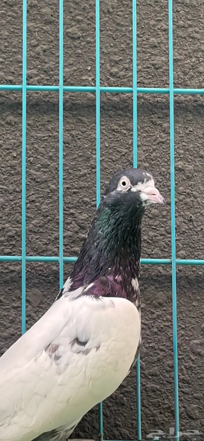 حمام باكستاني 3