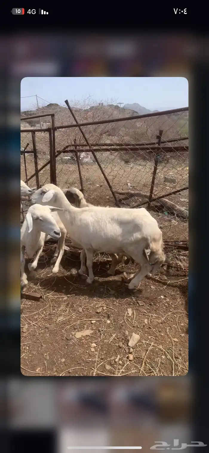 ضان العدد 4 6