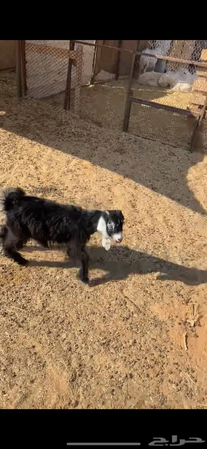 جفره مندي شهرين 7