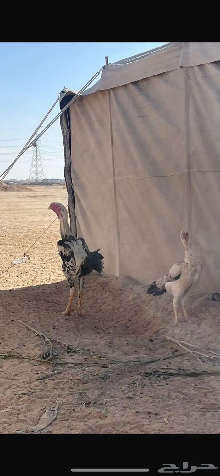 دجاجه وديك باكستاني 0