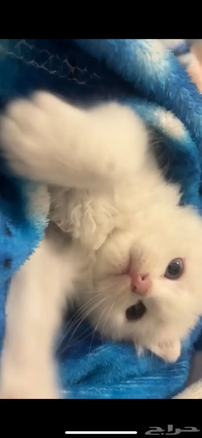 قطه صغيره لعوبه واليفه م شاء الله 2