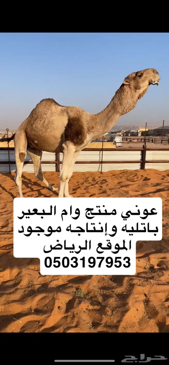 عوني منتج وأم البعير باتليه 0