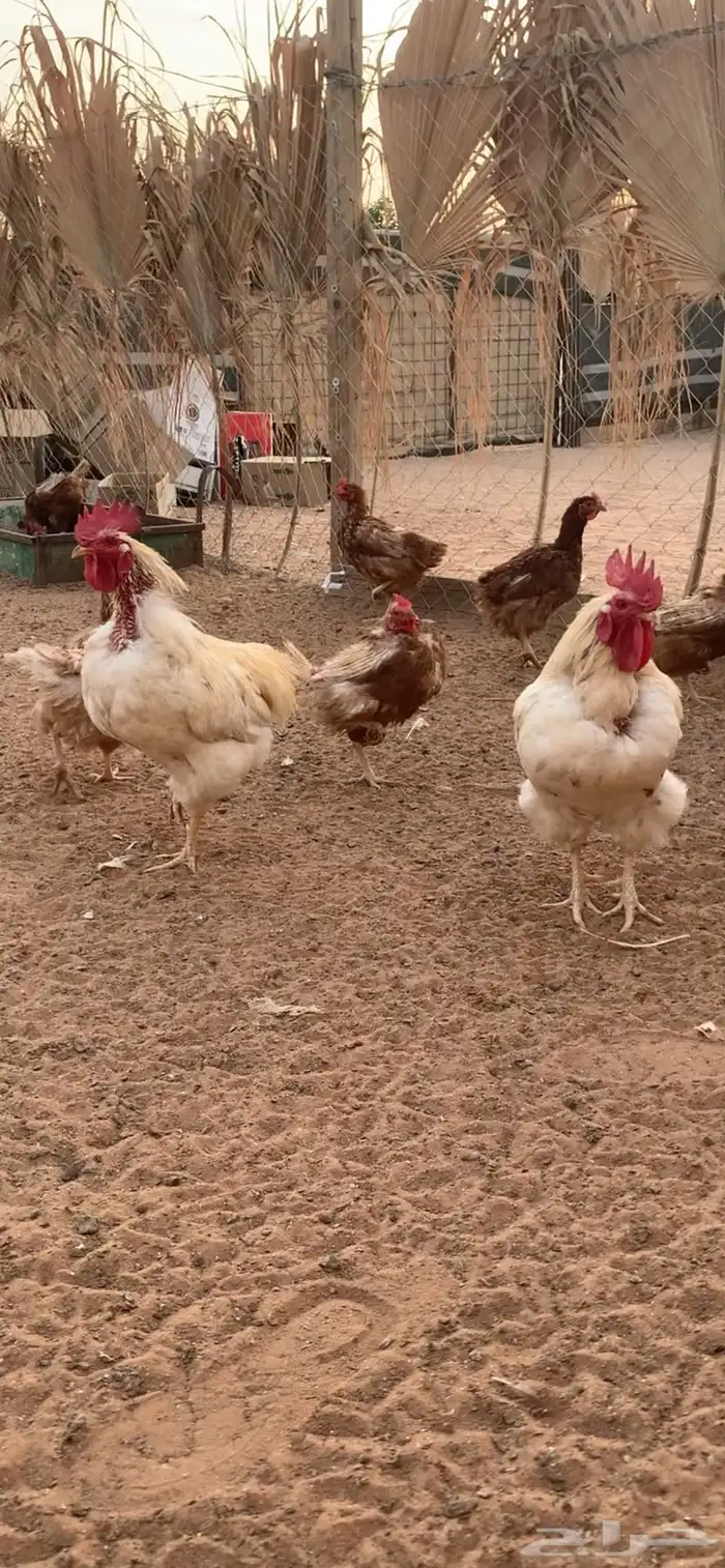 دجاج لهمان 0