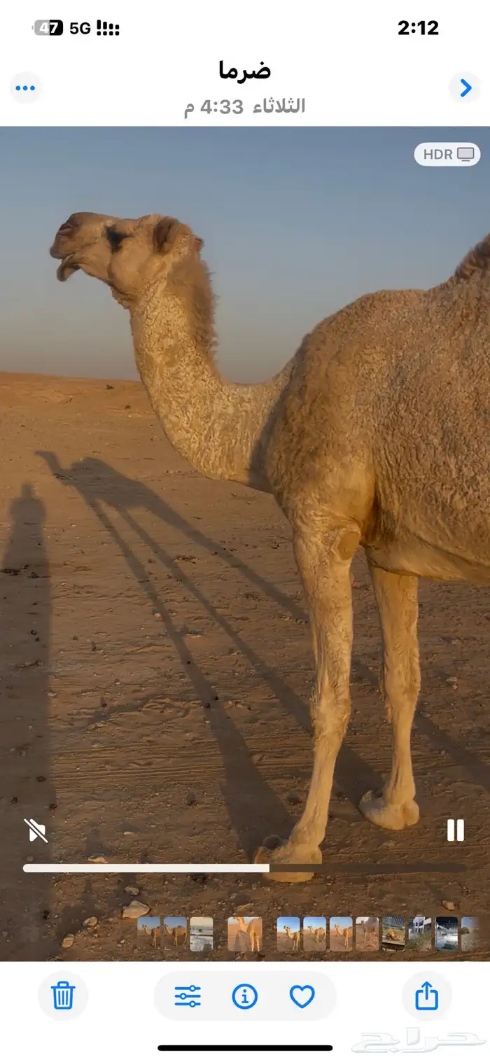 ضروبة للبيع 0