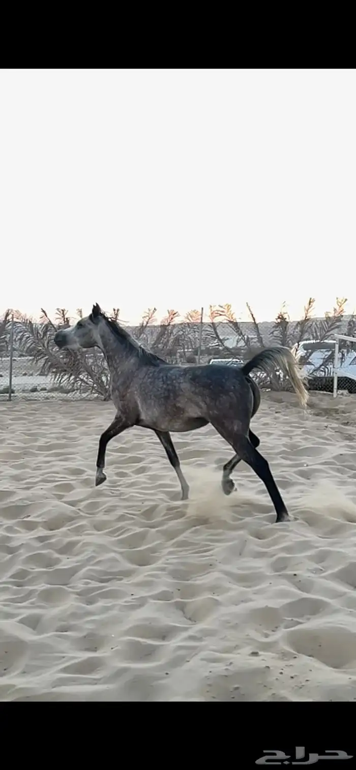 فرس شيييخه لقااح ثقيل 0