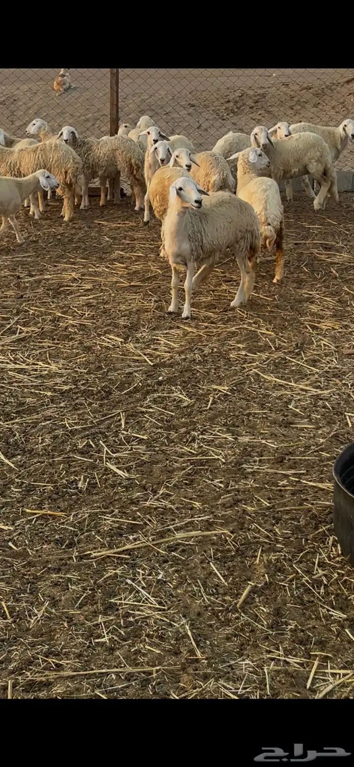 رخال طيبات بالحيل 7