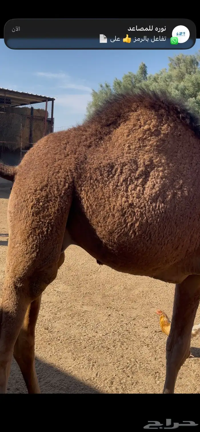 قعود ساحلي مقفل شحم للبيع 2