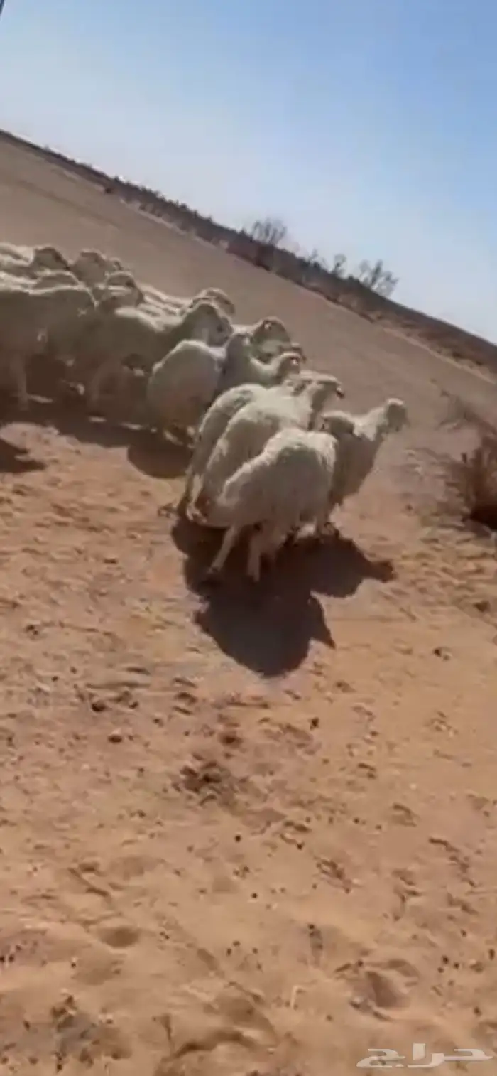 طليان حريات للبيع 3