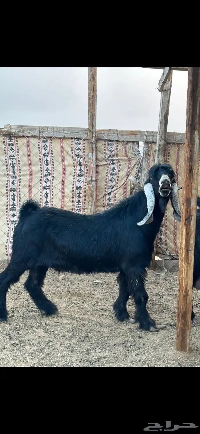 فحل عارضي صنف معرف 1