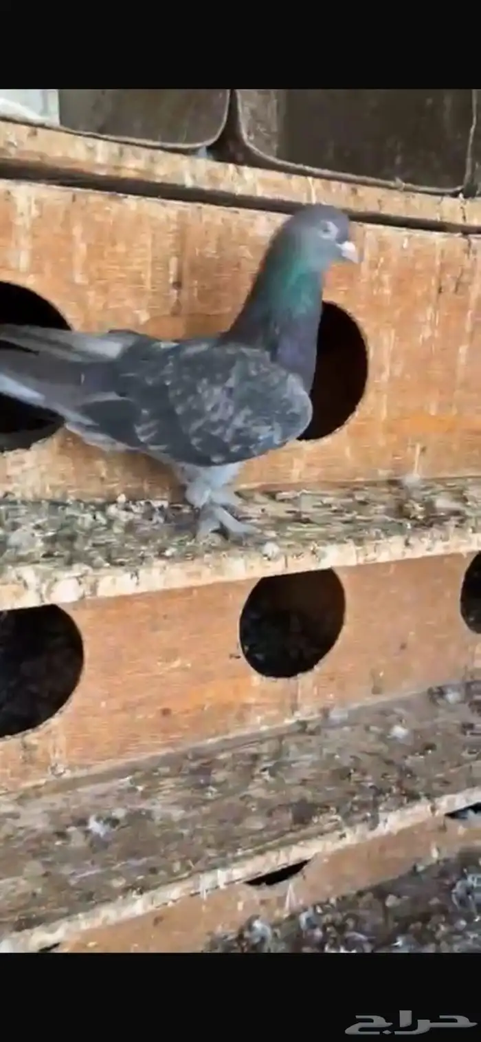 حمام تركي 0