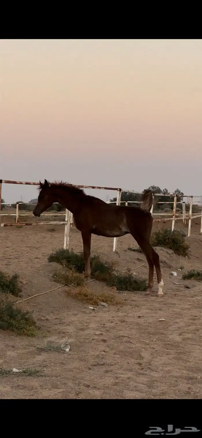 مهر واهو للبيع 4