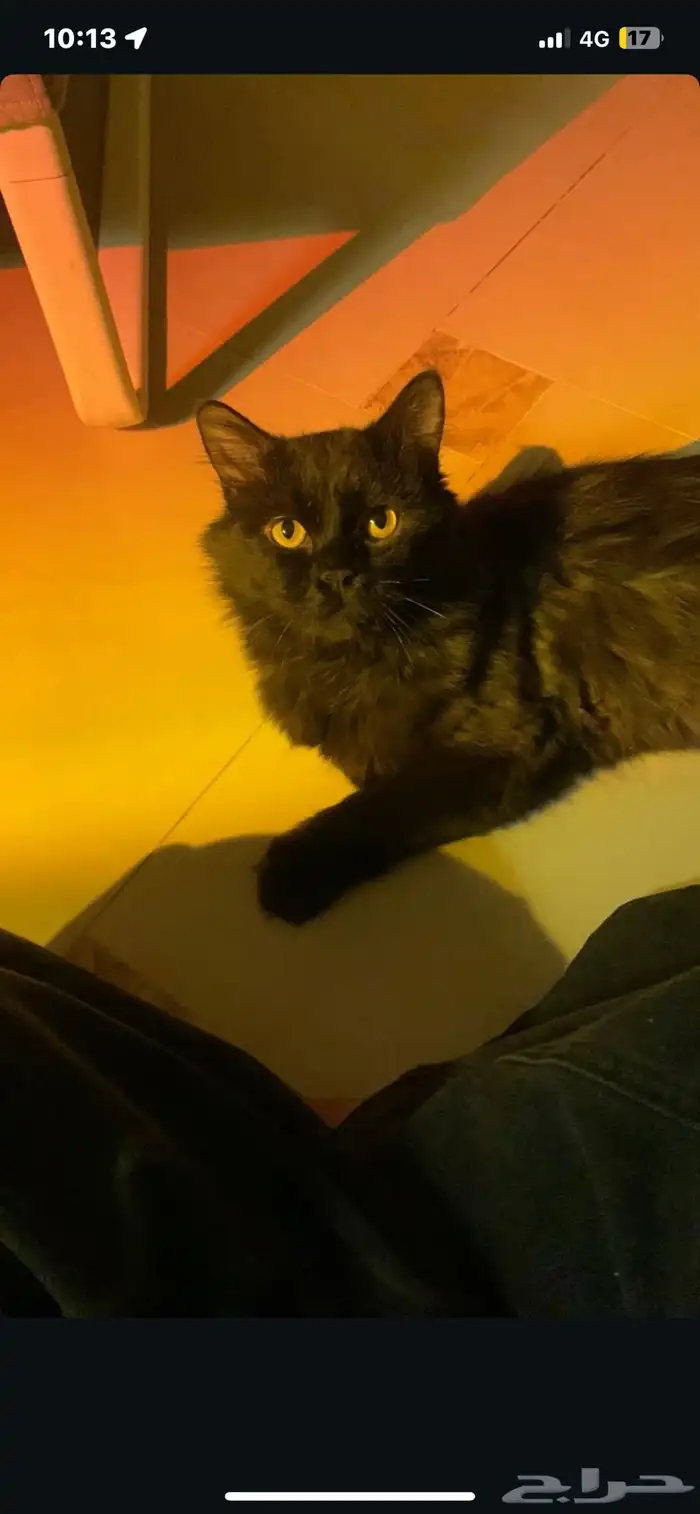 قط شيرازي اسود عمرها سنه هادي لعوب (للتبني) 0