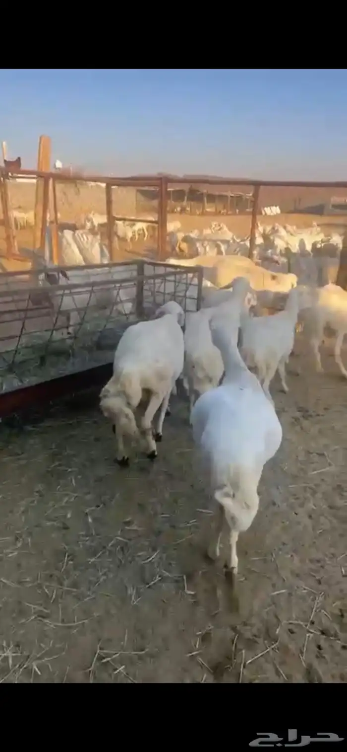 غنم ولد 14