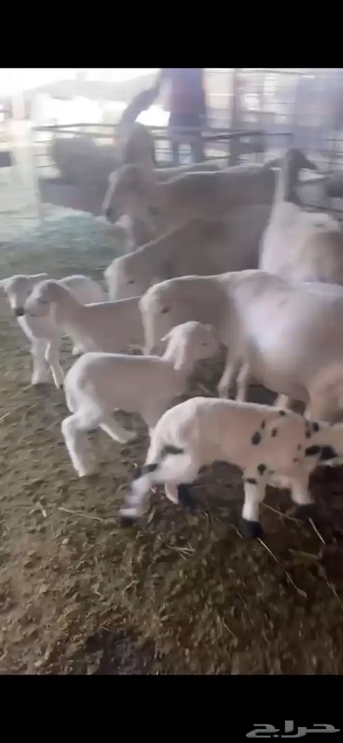 غنم ولد 6