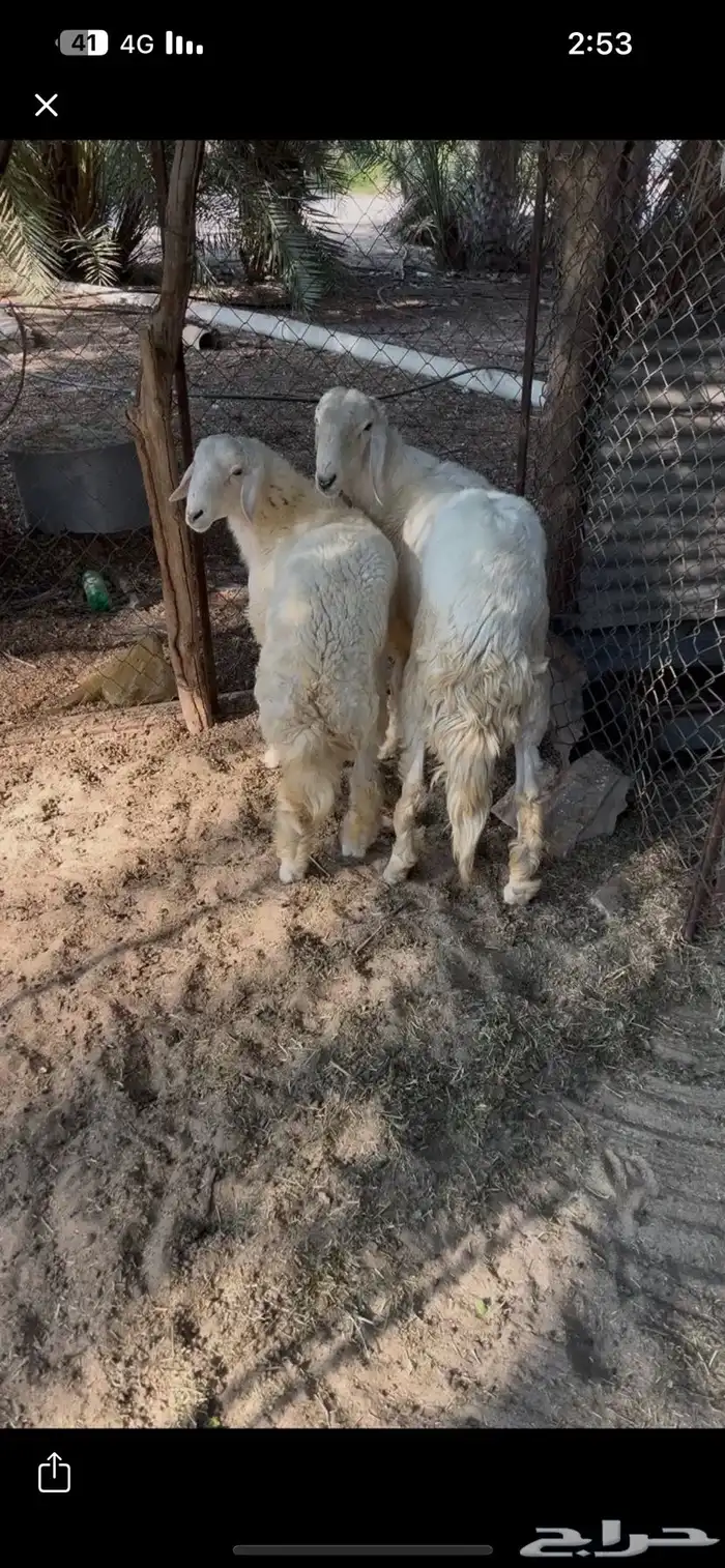 طليان حريايت 0