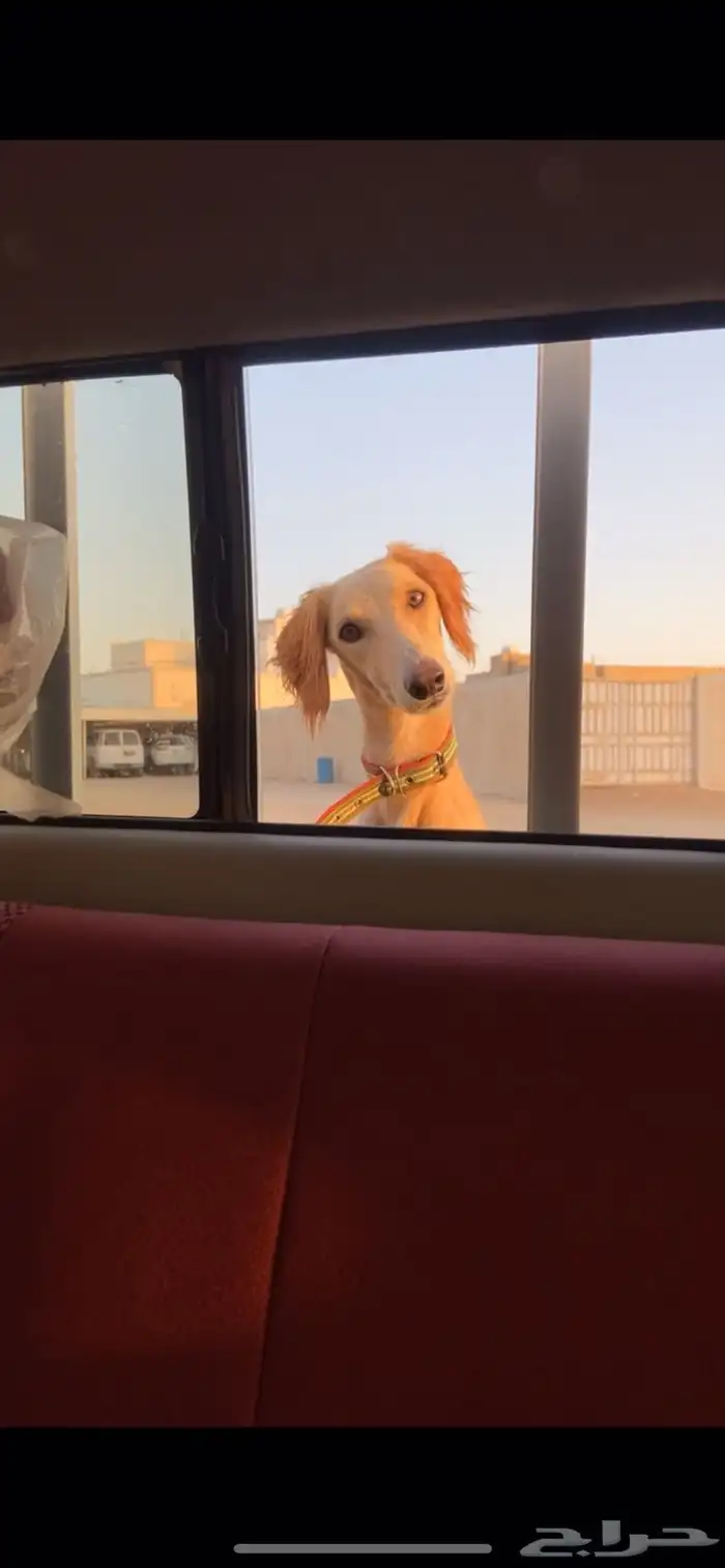 سلوقي ذكر احمر اريش 3