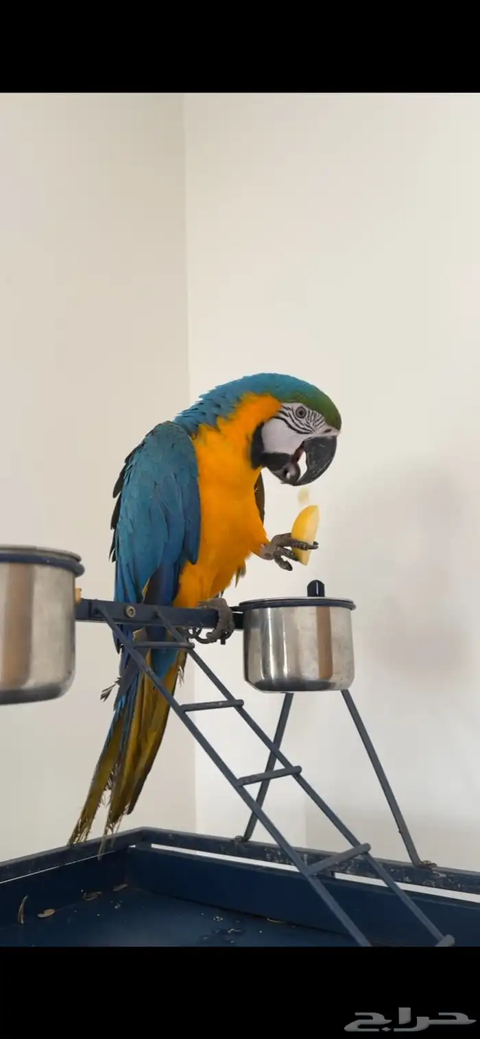 ببغاء مكاو بلو اند قولد اليف هدد 7